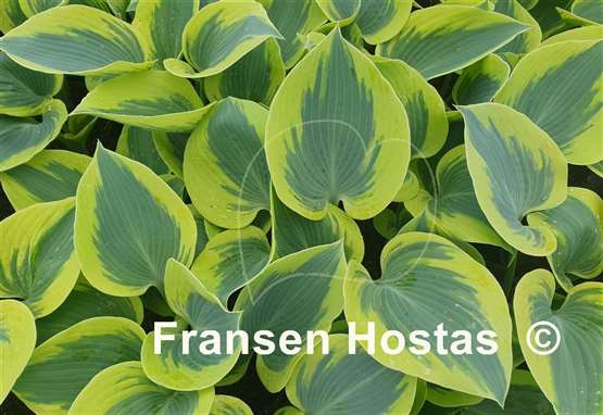 Hosta Paul Vernooij